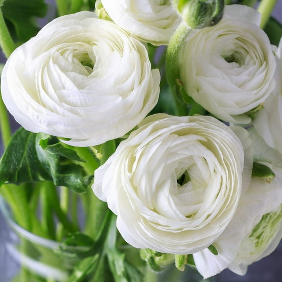 Easy to Grow Ranunculus White 10 Buttercup Plant Bulbs Spring Flowers