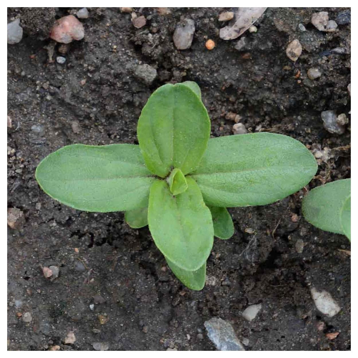 Everwilde Farms - 1 lb Luminosa Zinnia Garden Flower Seeds - Gold Vault Bulk Seed Packet
