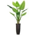 thumbnail image 1 of 69 in. Philodendron Erubescens Green Emerald, 1 of 3