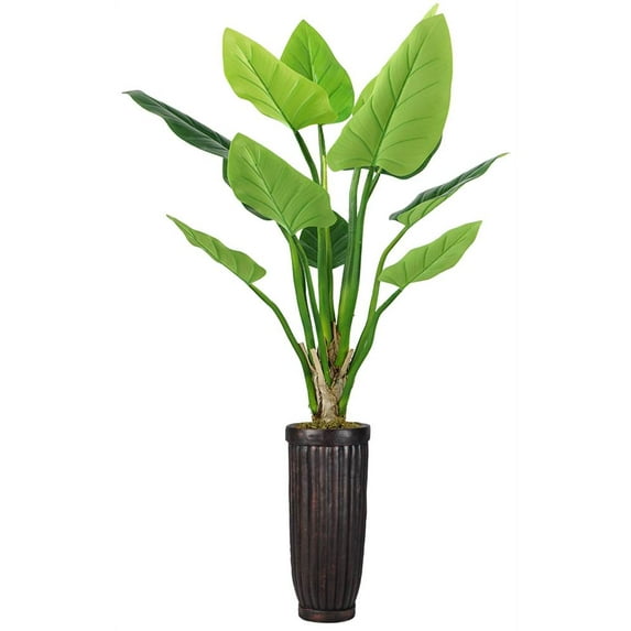 69 in. Philodendron Erubescens Green Emerald