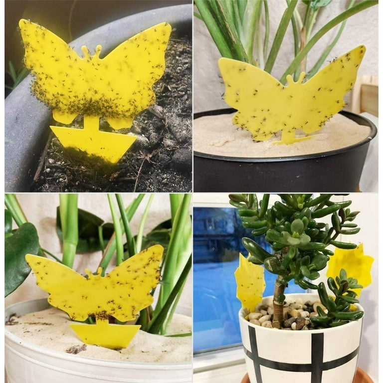 Indoor and Outdoor Fruit Fly Traps Yellow Sticky Plant Bug Fungus Fly Trap  Outdoor, (48-Pack) B07ZKJWL2T - The Home Depot