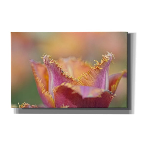Epic Graffiti 'Tulip Crispa' by Cora Niele, Canvas Wall Art, 40"x26"