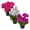 Assorted, variant on Live Flowering Zonal Geraniums - Red (3 Plants Per Pack) - Beautiful Spring Flowers - 12" Tall by 5" Wide in 1 Qt Pot