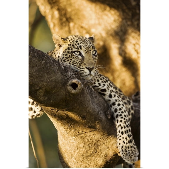 Great BIG Canvas | Rolled Scott Stulberg Poster Print entitled African Leopards Glare
