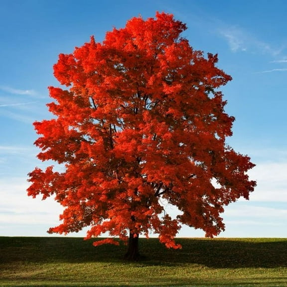 50 Red Maple Seeds for Planting Outdoors - Heirloom Maple Tree Seeds (Acer rubrum)