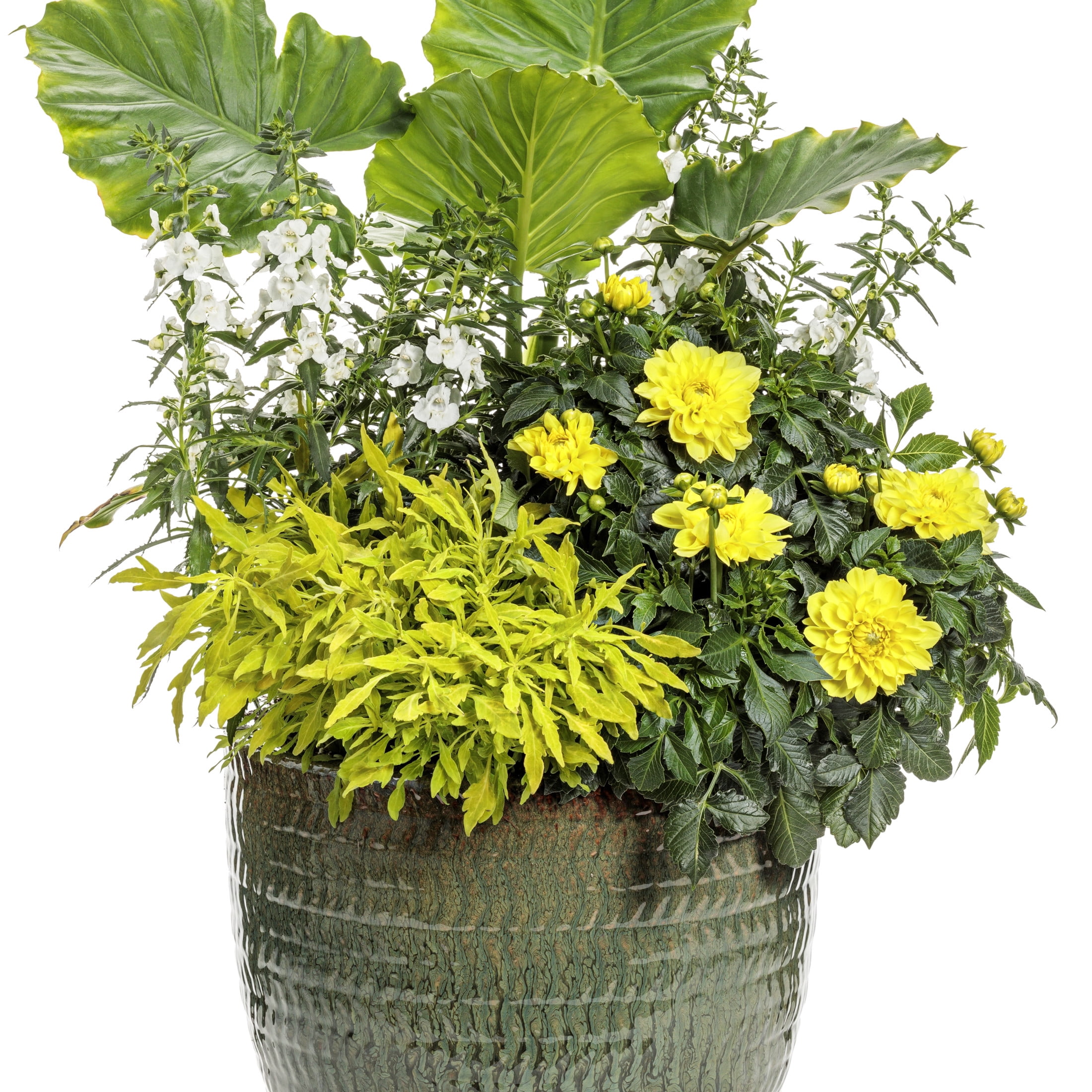 Proven Winners 8" Virtuoso Dayglo Yellow Dahlia Live Plant in 6.5" Pot