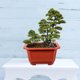 thumbnail image 4 of unbranded 10Ud Rectangular De Plástico Para Plantas Pequeñas Bonsái Y Suculentas En Interiores, 4 of 6