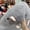 Grey, variant on Realistic White Rat Plush Toy, Lifelike Fancy Rat Stuffed Animal, Simulation Rodent Plushie, Soft Cuddly Rat Pillow for Pet Lovers, Prank & Gift