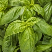 Proven Winners, Outdoor, Live Plants, White, Basil, 1.5PT, Each