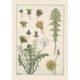 thumbnail image 2 of Maurice Pillard Verneuil 18x24 Black Ornate Framed Double Matted Museum Art Print Titled: Dandelion (1896), 2 of 5