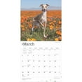 thumbnail image 3 of Italian Greyhounds | 2025 12x24" (Hanging) Square Wall Calendar | BrownTrout, 3 of 9
