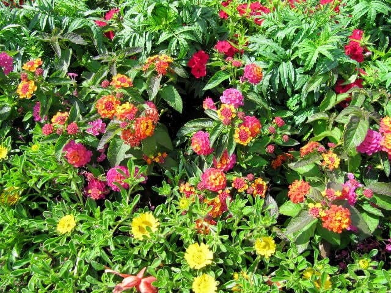Lantana Confetti  3 Live Plants  Lantana Camara  Colorful Garden Shrub  Drought Tolerant Perennial Plants