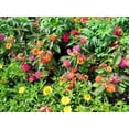thumbnail image 4 of Lantana Confetti  30 Live Plants  Lantana Camara  Colorful Garden Shrub  Drought Tolerant Perennial Plants, 4 of 9