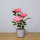 thumbnail image 5 of Naiovety Luz LED solar Bonsai único Lámpara de maceta Planta en maceta Luces de rosas Jardín Lámparas de noche Césped Dormitorio Hogar Decoración del hogar Rosado, 5 of 6