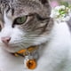 thumbnail image 5 of Paquete de 6 collares reflectantes para gatos, con 2 etiquetas con nombre y dirección y cierre de seguridad, accesorios personalizados para mascotas para niñas, niños, gatitos y cachorros., 5 of 5