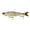 Heater Shad, variant on 6th Sense Draw 9 in Glide Bait Bass Fishing Lure Designed with for Trophy Bass Fishing