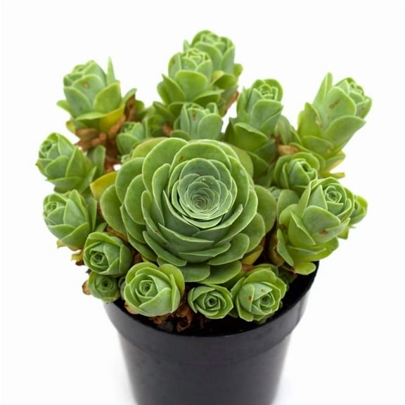 25 Rare Succulent Seeds for Planting - Aeonium Greenovia Aurea Mountain Rose - Succulent Rose Plant