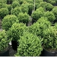 thumbnail image 4 of Green Mountain Boxwood - Buxus 'Green Mountain', 4 of 5