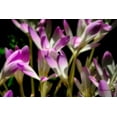 thumbnail image 2 of Hausenflock, Alan 32x23 White Modern Wood Framed Museum Art Print Titled - September Flowers, 2 of 4