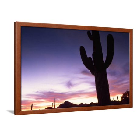 Silhouette Of Cactus Sonoran Desert Organ Pipe Cactus National