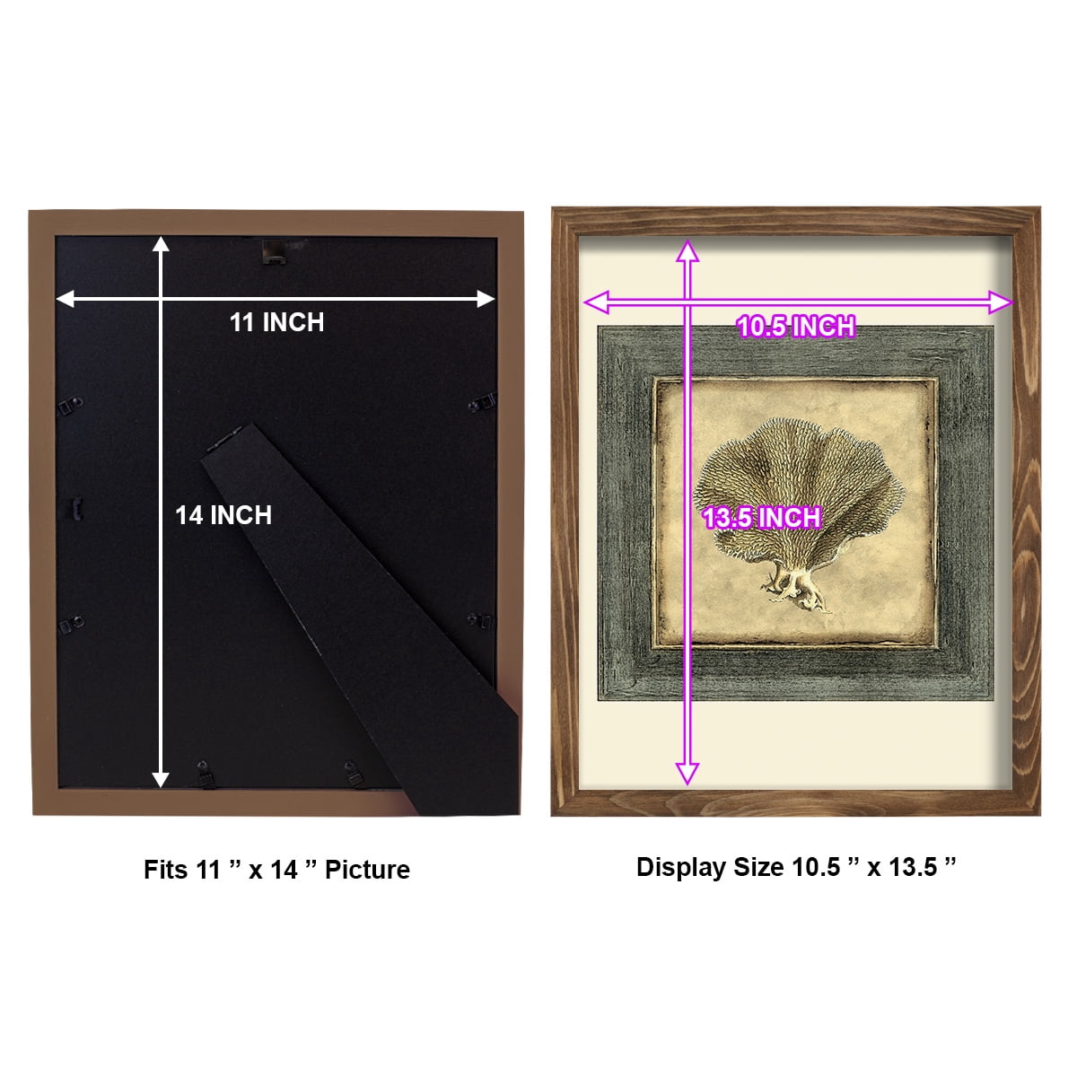 Mini Exotic Coral VI (U) - Framed Print w/glass - Walnut