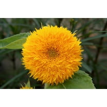 150 Double DWARF TEDDYBEAR SUNFLOWER Helianthus Annuus Yellow Flower Seeds