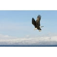 thumbnail image 2 of Morris, Arthur 24x17 White Modern Wood Framed Museum Art Print Titled - AK, Homer Bald eagle in flight with upbeat wings, 2 of 4