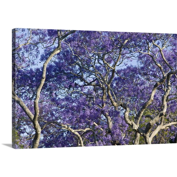 Great BIG Canvas | "Australia, State of Queensland, Brisbane. Blooming Jacaranda Trees in New Farm Park" Canvas Wall Art - 30x20
