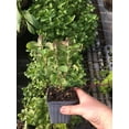 thumbnail image 2 of 3 Orange Mint Plant Herb - Hardy Perennial - 4" Pot, 2 of 3