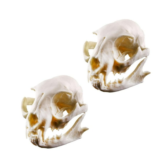 Abbracc 2x Realistic Cat Skeleton Model Collectibles Halloween Decor Prop