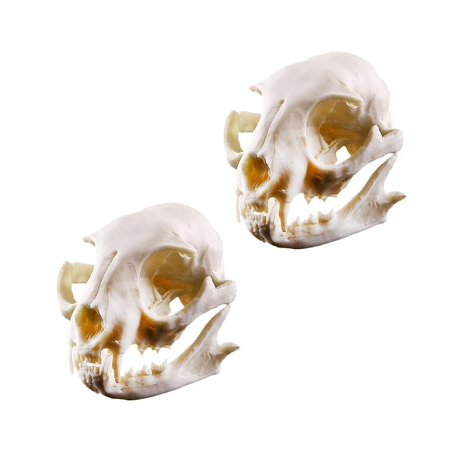 Adornos de resina Sunnimix para decoración de Esqueleto de Calavera de Gato 7,5 cm