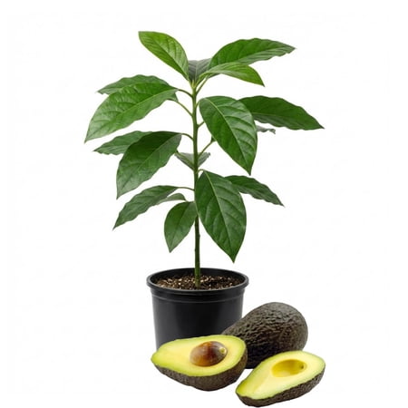 Hass Avocado Plant Live, Well Rooted Fruit Tree, 8-10 Inches Tall, Live Avocado Plant for Garden