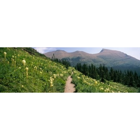 Hiking trail with Beargrass (Xerophyllum tenax) at US Glacier National Park Montana USA Canvas Art - Panoramic Images (18 x