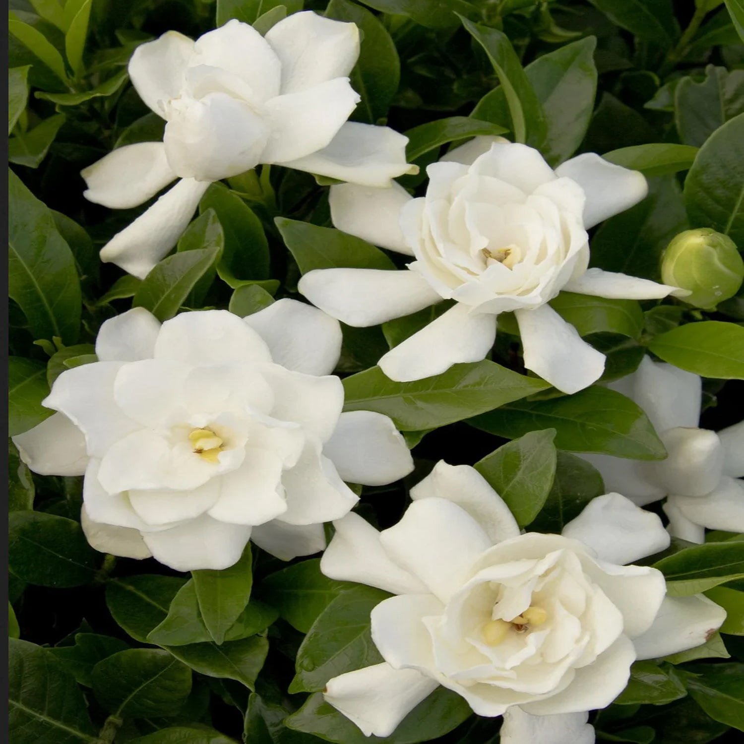 Expert Gardener 1-1.5 ft Gardenia - August Beauty Live in Shrub in 3- Gallon Grower Pot