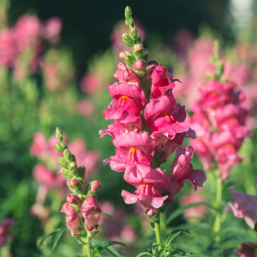 Snapdragon Flower Seeds - Sonnet Series F1 - 1000 Seeds - Rose Blooms ...