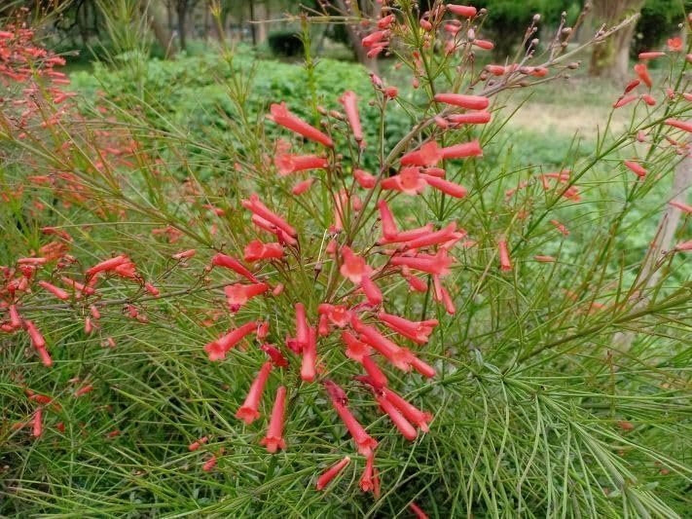 Firecracker Plant I 3 Live Plants I Russelia Equisetiformis I Vibrant Red Tubular Flowers, Hummingbird Attracting, Heat-Tolerant, Perfect for Borders and Containers
