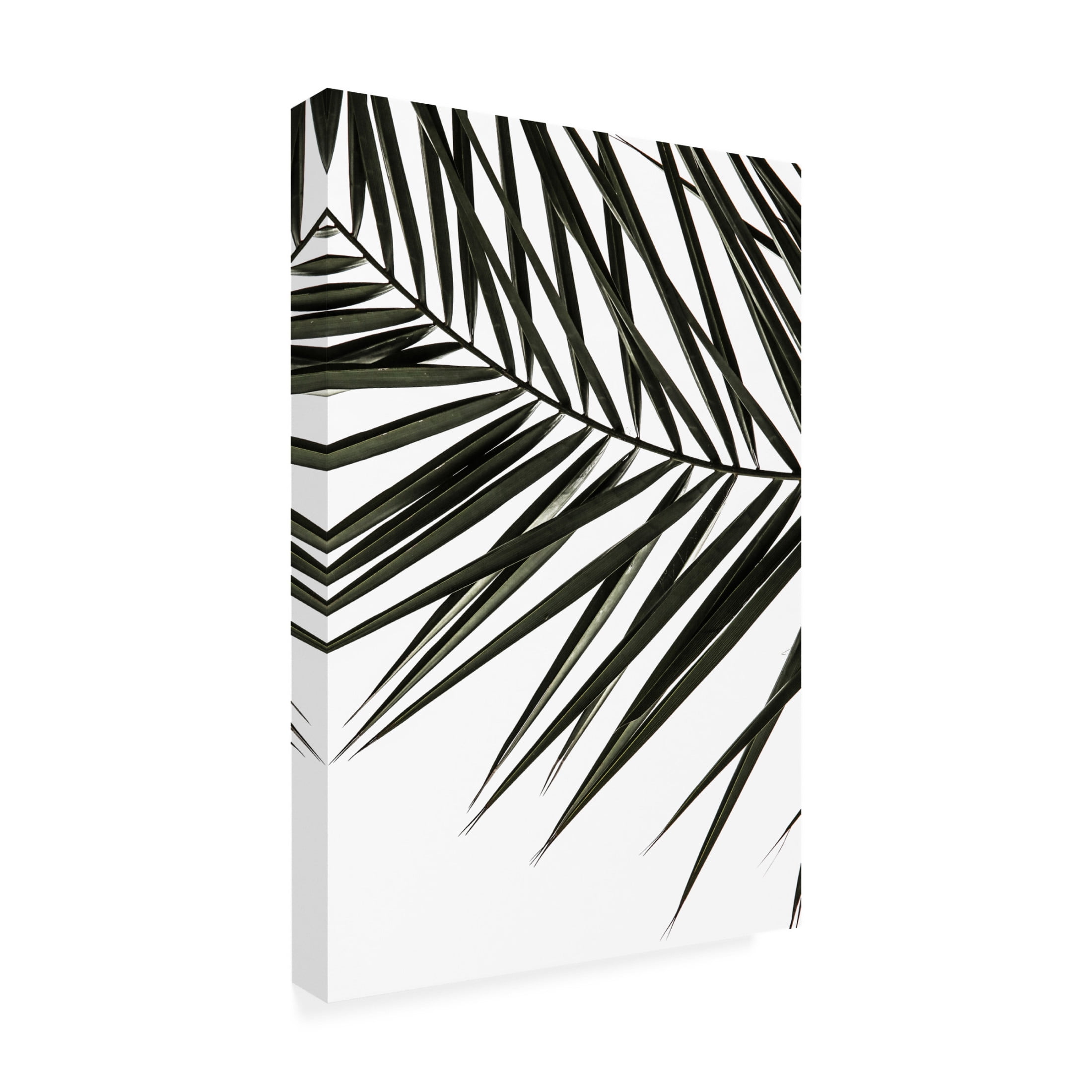 Trademark Fine Art Shot by Clint Phoenix Frond Canvas Wall Art