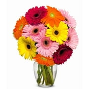 From You Flowers - Stunning Gerbera Daisies - 10 Stems for Birthday, Anniversary, Get Well, Congratulations, Thank You, All Occasions