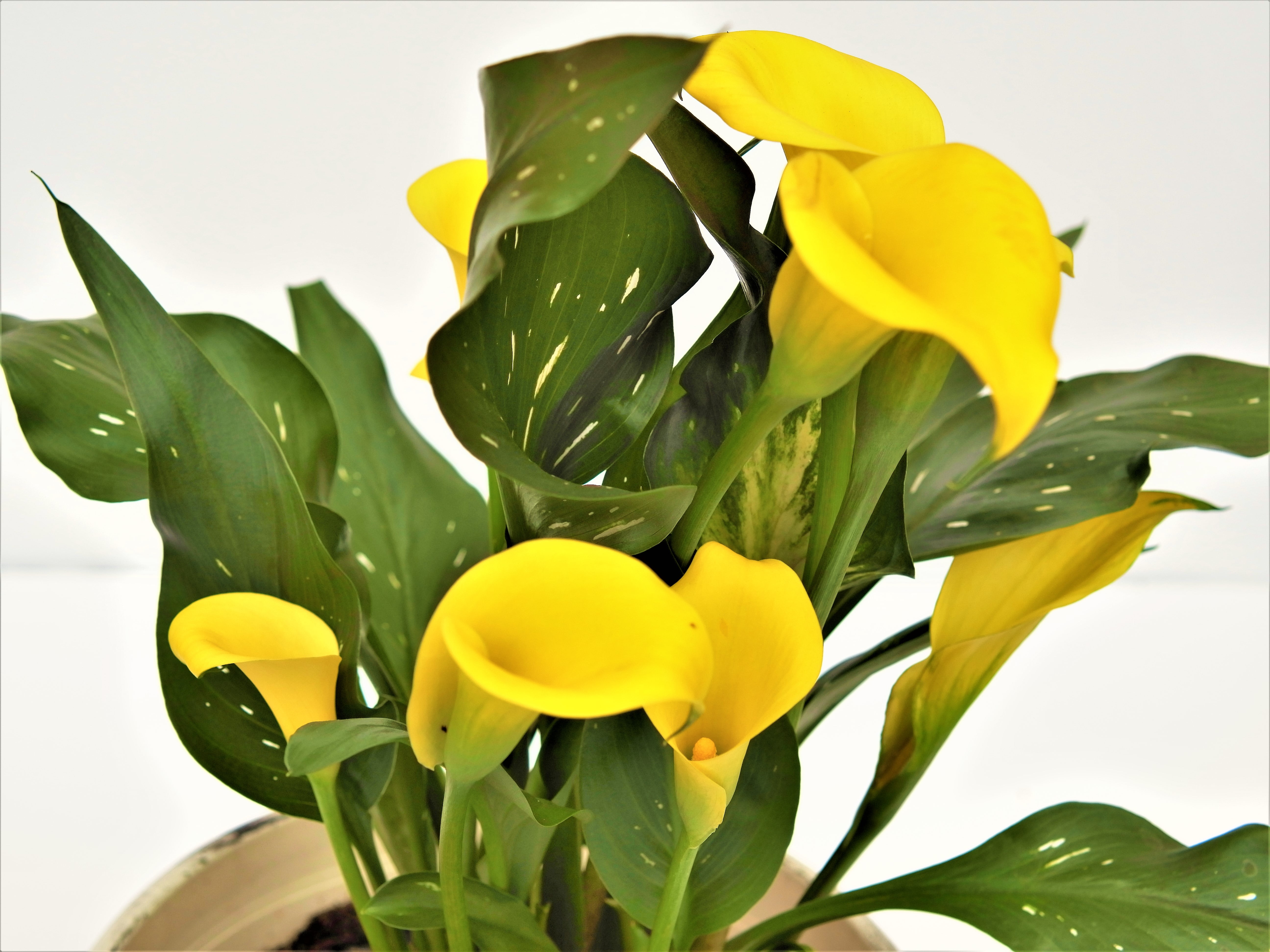 Calla Lily | Chunky Mix Iridescent Yellow Glitter