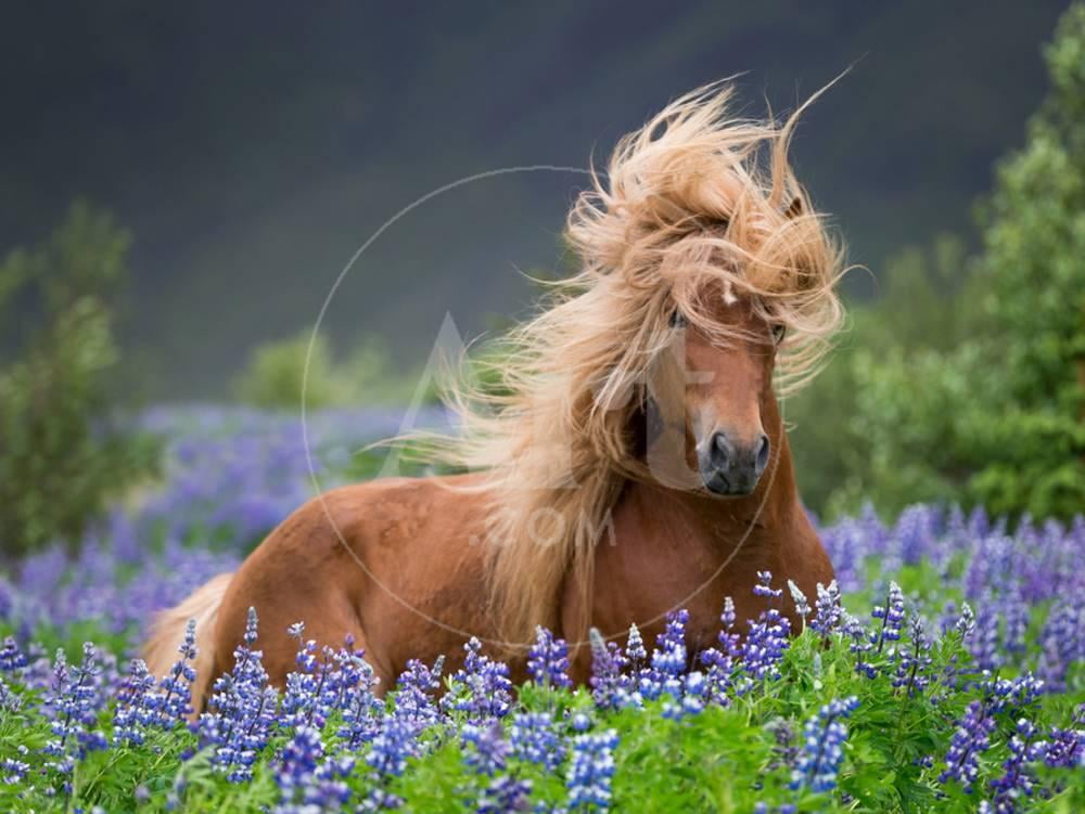 Horse Running by Lupines Purebred Icelandic Horse in the Summertime with Blooming Lupines, Iceland Print Wall Art by Green Light Collection Sold by Art.Com