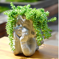 thumbnail image 2 of Donkey Tail Trailing Sedum Plant Live for Planting, 2 Inch Pot Donkey Tail Succulent Plants Live Succulents, Live Succulents Plants Fully Rooted, Easy Care House Plant, 2 of 6