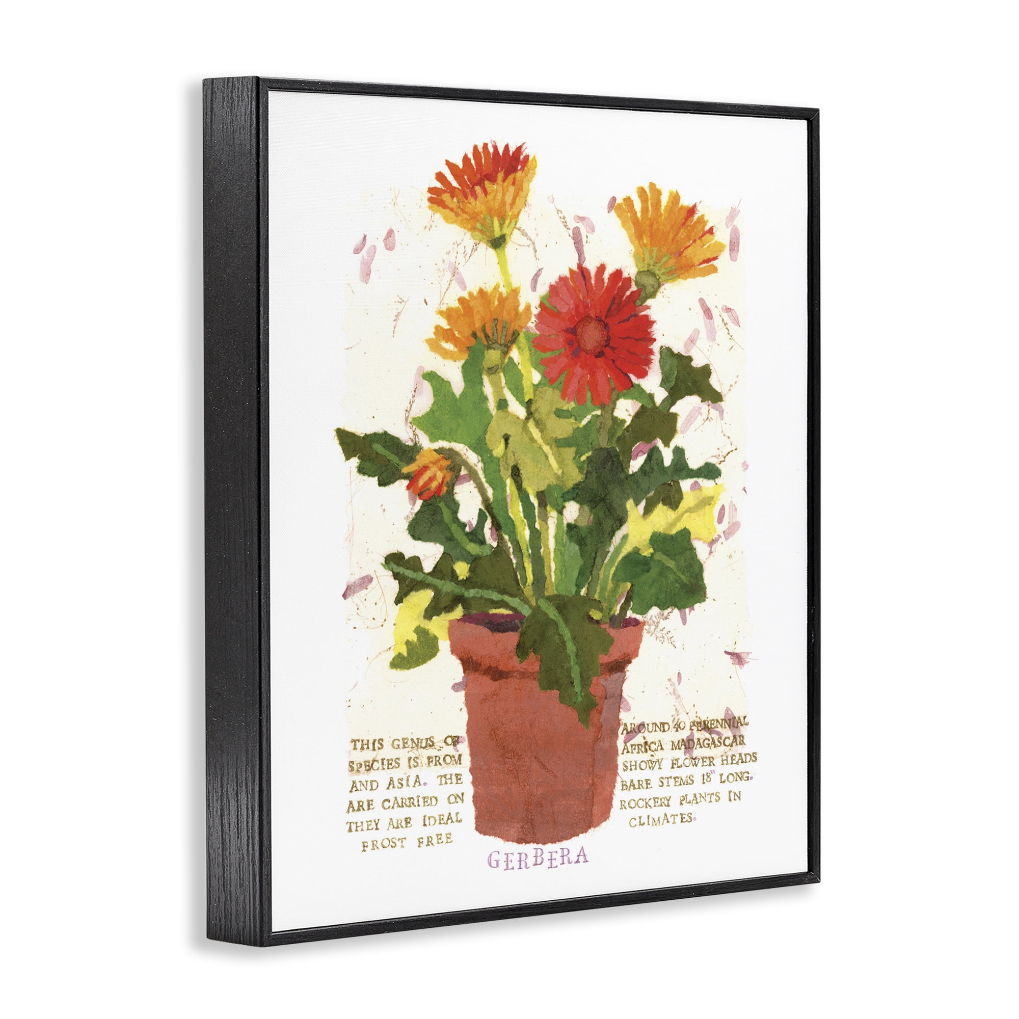 Stupell Industries Potted Gerbera Daisies Botanical & Floral Painting Black Framed Art Print Wall Art, 16 x 20