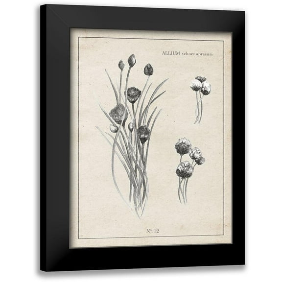 Gaynor, Janice 12x14 Black Modern Framed Museum Art Print Titled - Latin Botanicals III