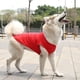 thumbnail image 1 of Zhuge Chaleco para perros y gatos, chaleco transpirable para mascotas, sudadera para cachorros, ropa para perros, abrigos para perros pequeños, medianos y gatos, XL, A29, 1 of 4
