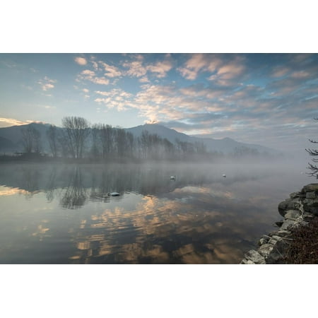 Swans in River Mera at sunrise, Sorico, Como province, Lower Valtellina, Lombardy, Italy, Europe Print Wall Art By Roberto