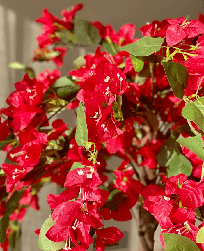 Red Bougainvillea Plant Live for Planting, Ornamental Flower Plant for Outdoor 6 to 8 Inch Tall