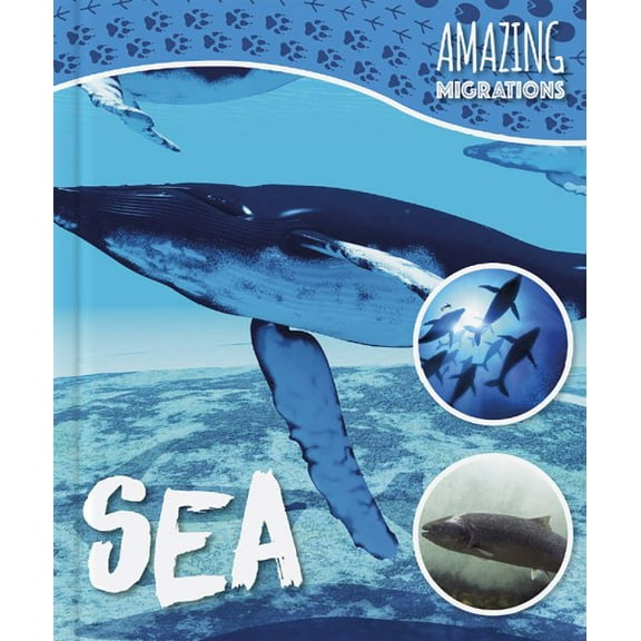 Amazing Migrations: Sea (Hardcover)