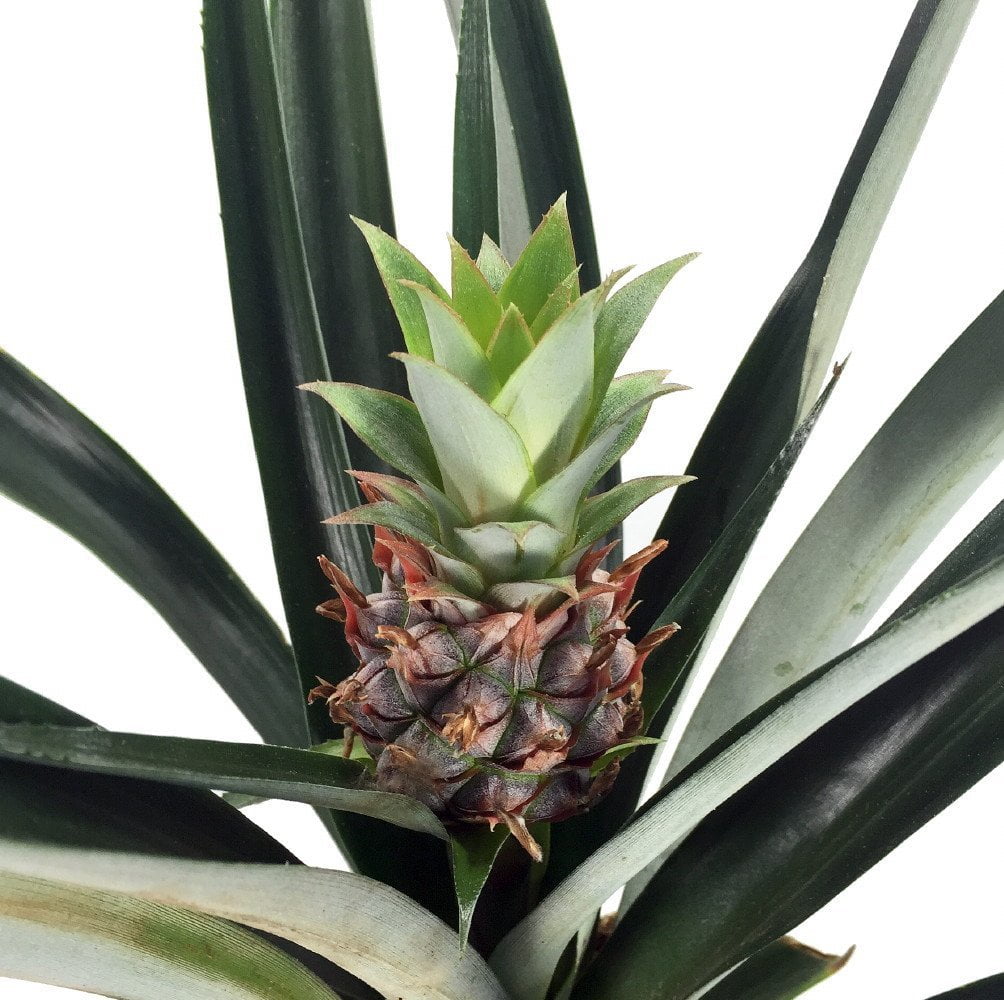 Knipoog tobben helemaal Fruiting Pineapple Plant - Ananas comosus - Great Indoors/Out - 6" Pot -  Walmart.com
