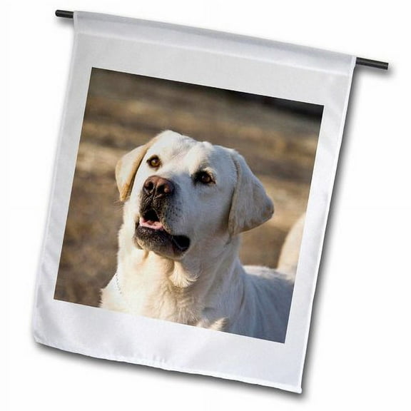 3dRose, Yellow Labrador Retriever dog - NA02 ZMU0100 - Zandria Muench Beraldo, 12 x 18 inch Garden Flag