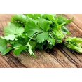 thumbnail image 2 of SHIQI-- Coriander Cilantro Medicinal Perennial Herb for Planting, 2 of 4